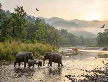 Compare Corbett And Ranthambore For A 5 Day Wildlife Photography Trip In November On A 50k Budget